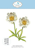 Bloom Wildly - Blackfoot Daisy - Dies
